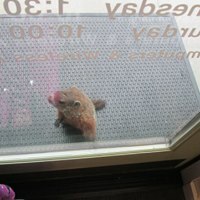 Parent Woodchuck
